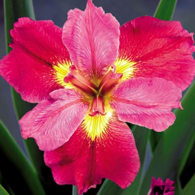 Iris 