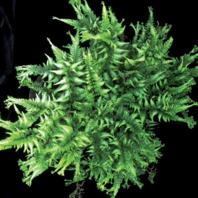 Athyrium 
