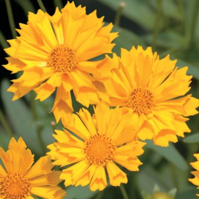 Coreopsis 