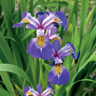 Iris pseudocorus 