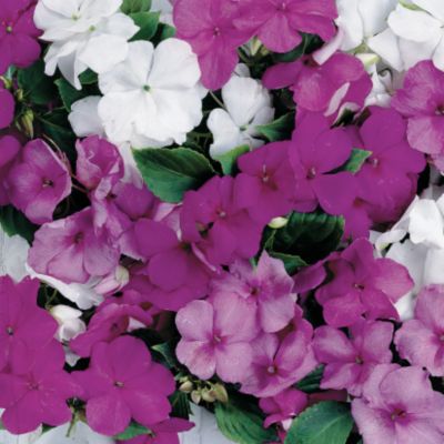 Impatiens Sunny Lady Blue Moon Mix Hybrid