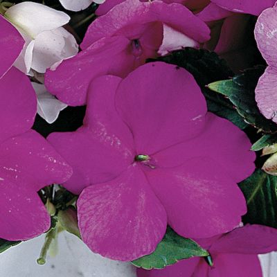 Impatiens Sunny Lady Lavender Blue Hybrid
