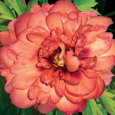 Peony 