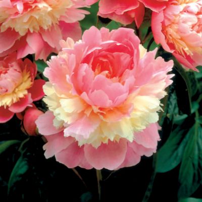 Peony 'Sorbet': 5-inch double blooms in layers of pink and creamy yellow on plants 3 feet tall, 2 1/2 feet wide.