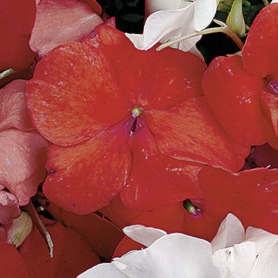 Impatiens Sunny Lady Orange Hybrid: Bright orange 2-inch blooms on 8- to 10-inch mounded plants, dense and compact.