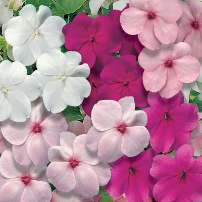 Impatiens Sunny Lady Pastel Mix Hybrid