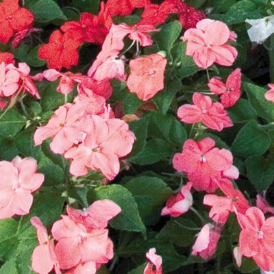 Impatiens Sunny Lady Pink Hybrid