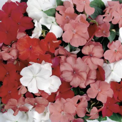 Impatiens Sunny Lady Tropical Fruit Mix Hybrid