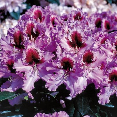 Rhododendron 