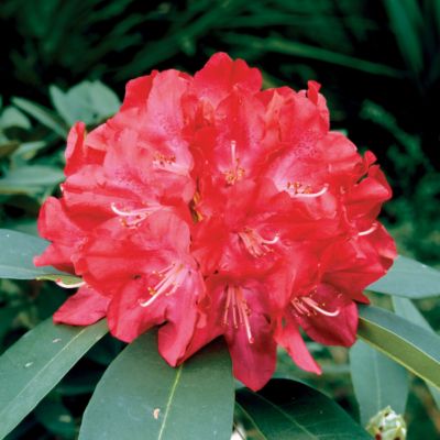 Rhododendron 