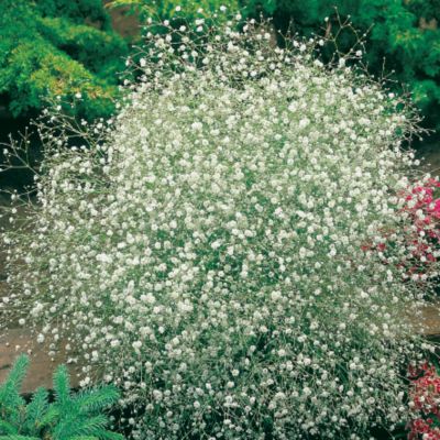 Baby's Breath Covent Garden Seed Tape: A set of 2 7�-foot-long double strips of tissue paper filled with Baby's Breath seeds.