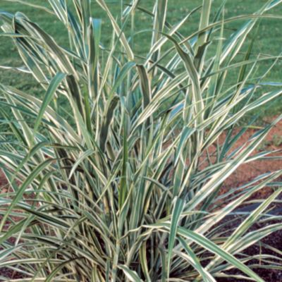 Variegated Maiden Grass 