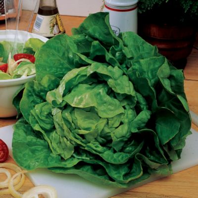 Lettuce Buttercrunch Seed Tape: A set of 2 7�-foot-long double strips of tissue paper filled with lettuce seeds.