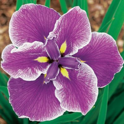 Japanese Iris 