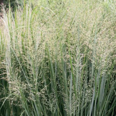 Switchgrass 