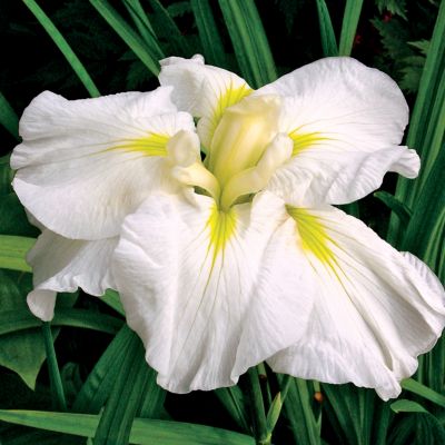 Japanese Iris 