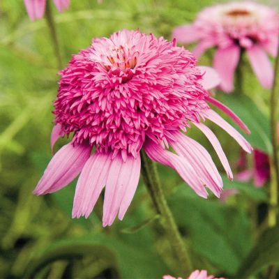 Coneflower 'Pink Double Delight' PP18,803: Double 3-inch blooms of bright pink in a pompon form on plants 18 to 24 inches high and wide.
