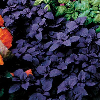 Basil Red Rubin Seed Tape: A set of 2 7�-foot-long double strips of tissue paper filled with basil seeds.