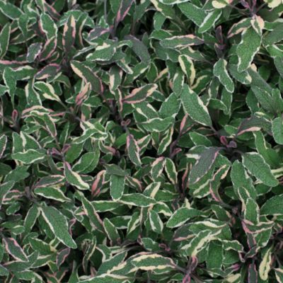 Tricolor Sage
