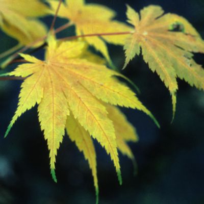 Acer palmatum 