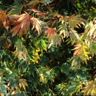 Acer palmatum 