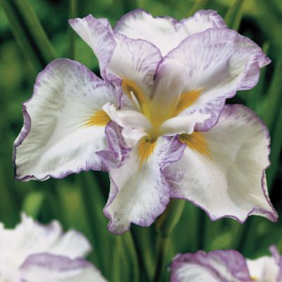 Japanese Iris 'Light at Dawn': Fully double, ruffled 4-inch blooms of white streaked with purple around the edges. The standards are wide open and hang over the falls.