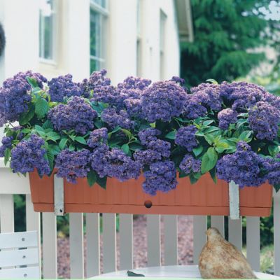 Live Annual Heliotrope Plants