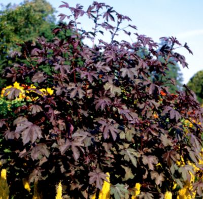 Hibiscus Red Shield