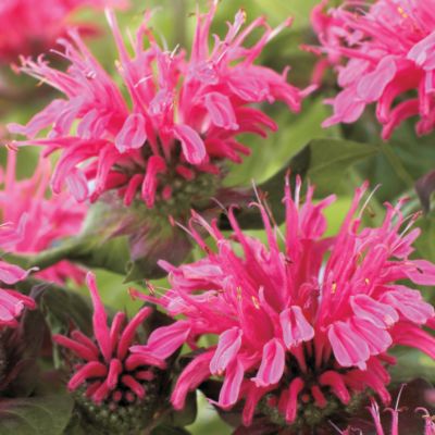 Monarda 