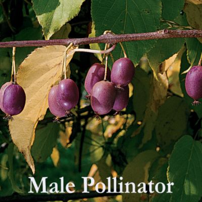 Kiwi Fruit Male (pollinator): A male Kiwi Fruit plant.