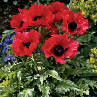 Oriental Poppy 'Carmen': Double 4- to 6-inch blooms of bright red with a huge black center on dwarf plants 15 inches high, 18 to 24 inches wide.