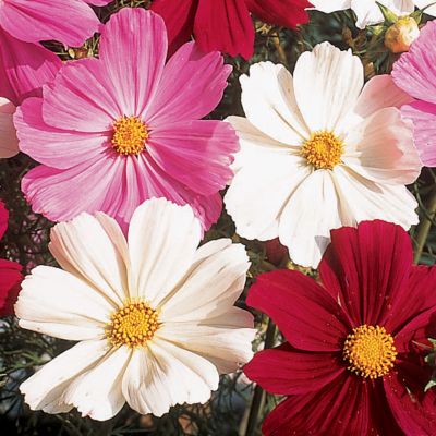 Cosmos Gazebo Mix Seed Tape: A set of 2 7�-foot-long double strips of tissue paper filled with Cosmos Gazebo Mix seeds.