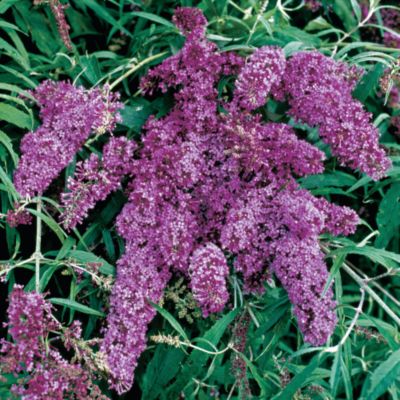 Butterfly Bush 'Butterfly Heaven' PPAF: 12-inch trusses of lilac-blue blooms on arching stems cover Butterfly Bush 'Butterfly Heaven', which reaches 6 feet tall, 4 to 5 feet wide.
