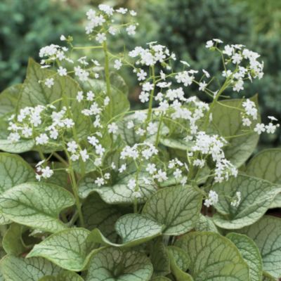 Brunnera 