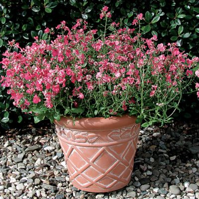 Diascia Diamonte Coral Rose