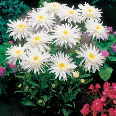 Shasta Daisy Highland White Dream PPAF