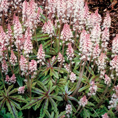 Tiarella Candy Striper PP#15,528