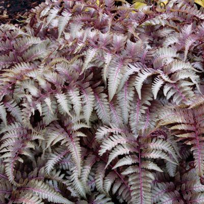 Japanese Painted Fern Ursula