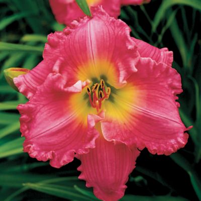 Daylily 'Hush Little Baby': 5- to 6-inch single blooms of rich rosy-pink are very symmetrical, with wavy, ruffled edges and a wide-open form.