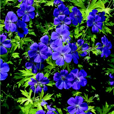 Geranium 