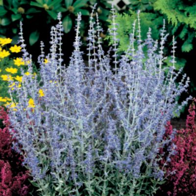 Dwarf Russian Sage Little Spire PP#11,643