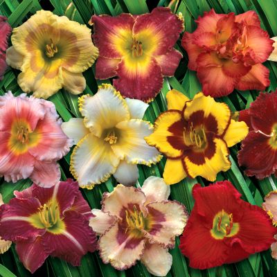 Daylily Summer  Dazzle Mix