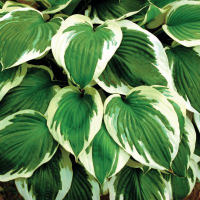 Hosta 