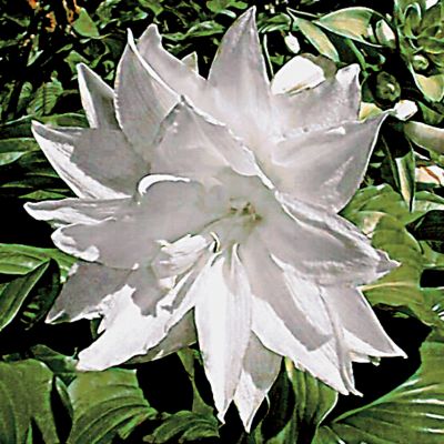 Plant has leathery foliage and reaches 18 inches high and 24 inches wide. Twice-double white blooms have 24 to 28 petals.
