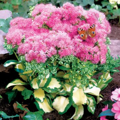 Variegated Sedum