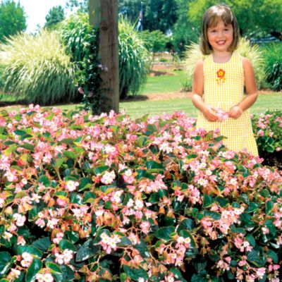 Begonia Braveheart<TM>