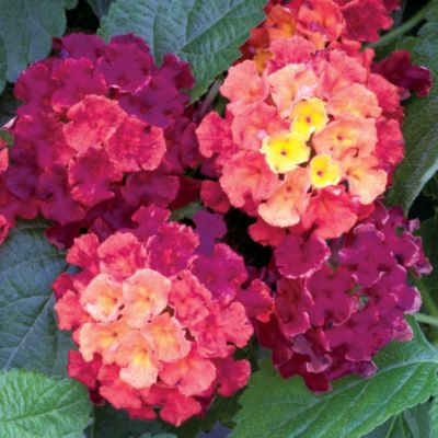 Lantana camara 'Bandana Cherry Sunrise'