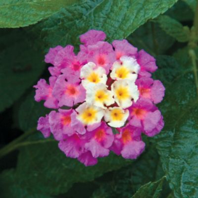Lantana camara 'Bandana Pink'