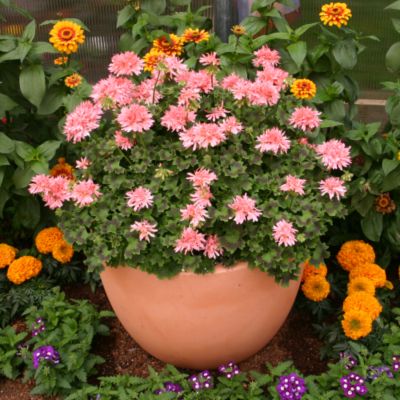 Live Annual Geranium Plants