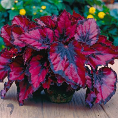Live Annual Begonia Mail Order Plants